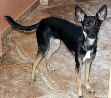 CARRIE, Hund, Mischlingshund in Bulgarien - Bild 2