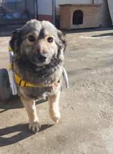 SORINA, Hund, Mischlingshund in Rumänien - Bild 1