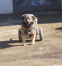 SORINA, Hund, Mischlingshund in Rumänien - Bild 2