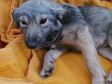 SORINA, Hund, Mischlingshund in Rumänien - Bild 4