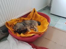 SORINA, Hund, Mischlingshund in Rumänien - Bild 5