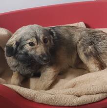 SORINA, Hund, Mischlingshund in Rumänien - Bild 6