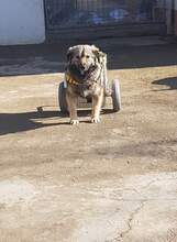 SORINA, Hund, Mischlingshund in Rumänien - Bild 7
