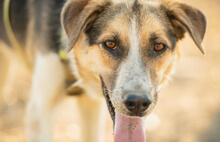 INAKI, Hund, Mischlingshund in Spanien - Bild 1