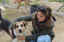 INAKI, Hund, Mischlingshund in Spanien - Bild 10
