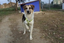 INAKI, Hund, Mischlingshund in Spanien - Bild 11