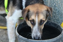 INAKI, Hund, Mischlingshund in Spanien - Bild 13