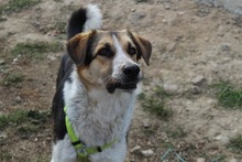 INAKI, Hund, Mischlingshund in Spanien - Bild 14