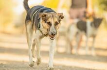 INAKI, Hund, Mischlingshund in Spanien - Bild 2