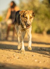 INAKI, Hund, Mischlingshund in Spanien - Bild 3
