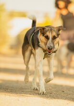 INAKI, Hund, Mischlingshund in Spanien - Bild 4