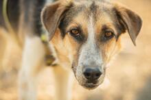 INAKI, Hund, Mischlingshund in Spanien - Bild 5