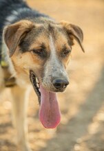INAKI, Hund, Mischlingshund in Spanien - Bild 6