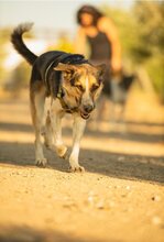 INAKI, Hund, Mischlingshund in Spanien - Bild 7