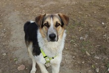 INAKI, Hund, Mischlingshund in Spanien - Bild 8