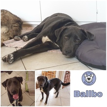 BALLBO, Hund, Mischlingshund in Schwerte - Bild 2