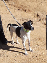 CARLITOS, Hund, Mischlingshund in Spanien - Bild 3