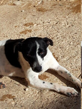 CARLITOS, Hund, Mischlingshund in Spanien - Bild 5