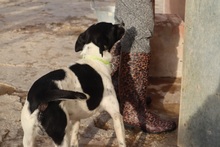CARLITOS, Hund, Mischlingshund in Spanien - Bild 6