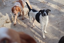 CARLITOS, Hund, Mischlingshund in Spanien - Bild 7