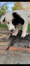 LUCKY, Hund, Mischlingshund in Griechenland - Bild 5