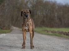 MATI, Hund, Mischlingshund in Ehningen - Bild 5