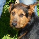 ZEPPO, Hund, Mischlingshund in Belgien - Bild 3