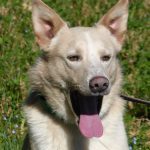 BUZZ, Hund, Mischlingshund in Spanien - Bild 1