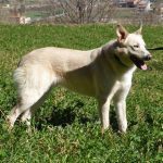 BUZZ, Hund, Mischlingshund in Spanien - Bild 3