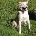 BUZZ, Hund, Mischlingshund in Spanien - Bild 5