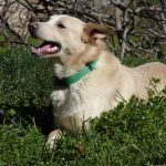 BUZZ, Hund, Mischlingshund in Spanien - Bild 7