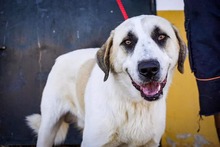 NEO, Hund, Mastin Español in Spanien - Bild 1