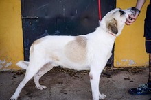 NEO, Hund, Mastin Español in Spanien - Bild 4