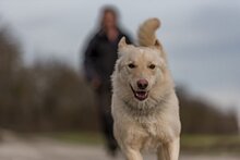 ICE, Hund, Mischlingshund in Ehningen - Bild 5