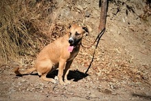 KIONA, Hund, Terrier-Mix in Spanien - Bild 6