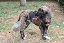OFELIA, Hund, Kaukasischer Hirtenhund in Italien - Bild 2