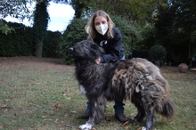 OFELIA, Hund, Kaukasischer Hirtenhund in Italien - Bild 4
