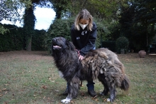 OFELIA, Hund, Kaukasischer Hirtenhund in Italien - Bild 5