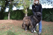 OFELIA, Hund, Kaukasischer Hirtenhund in Italien - Bild 6
