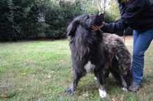 OFELIA, Hund, Kaukasischer Hirtenhund in Italien - Bild 8