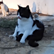 LIDIA, Katze, Europäisch Kurzhaar in Spanien - Bild 5
