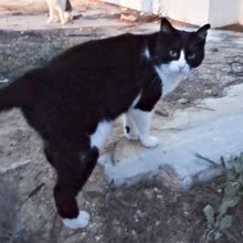 LIDIA, Katze, Europäisch Kurzhaar in Spanien - Bild 6