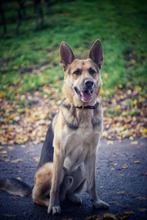 ANTEO, Hund, Deutscher Schäferhund-Mix in Bensheim - Bild 2