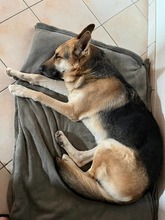 ANTEO, Hund, Deutscher Schäferhund-Mix in Bensheim - Bild 4