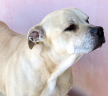 BEANS, Hund, Mischlingshund in Zypern - Bild 3