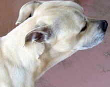 BEANS, Hund, Mischlingshund in Zypern - Bild 7
