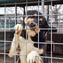SALI, Hund, Mischlingshund in Bulgarien - Bild 1