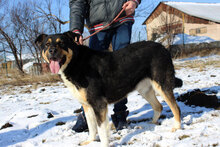 SALI, Hund, Mischlingshund in Bulgarien - Bild 2