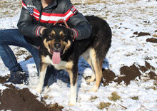 SALI, Hund, Mischlingshund in Bulgarien - Bild 3