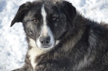 RIA, Hund, Mischlingshund in Rumänien - Bild 1